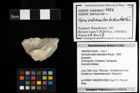 Foto (Objekt + Etiketten) von Goniodromites bidentatus (Reuss, 1859) 